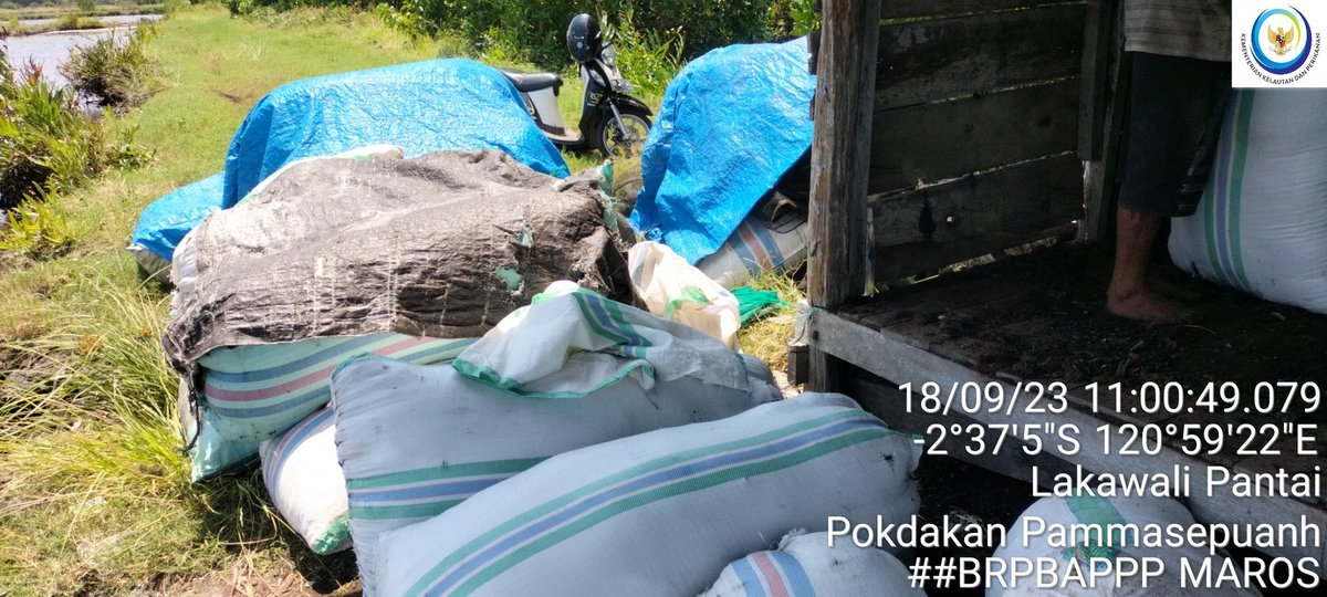 abidnhr's tweet photo. Senin,18/9/2023, Naharuddin, PPB Luhkan Kab. Luwu Timur Hasil panen rumput laut  Gracillaria, Rp 3.800/kg (kering) sebanyak 5.340 kg di anggota Pokdakan Pammasepuang Desa Lakawali Kec. Malili
#luhlapor 
#luwutimur
#produksi
#BRPBAPPPMaros https://t.co/fQTiTt3ffS