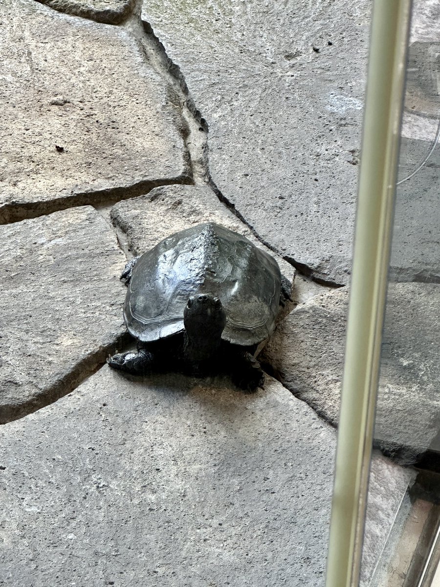 カメに見られながらおめし中…