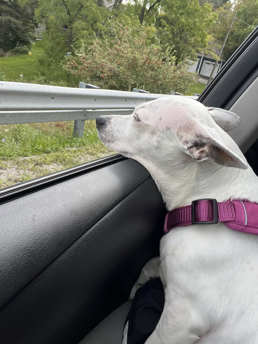 ceweenbean's tweet photo. do u think she’s happy in this life she is sharing with me🥹 https://t.co/q8nxqsGWj2