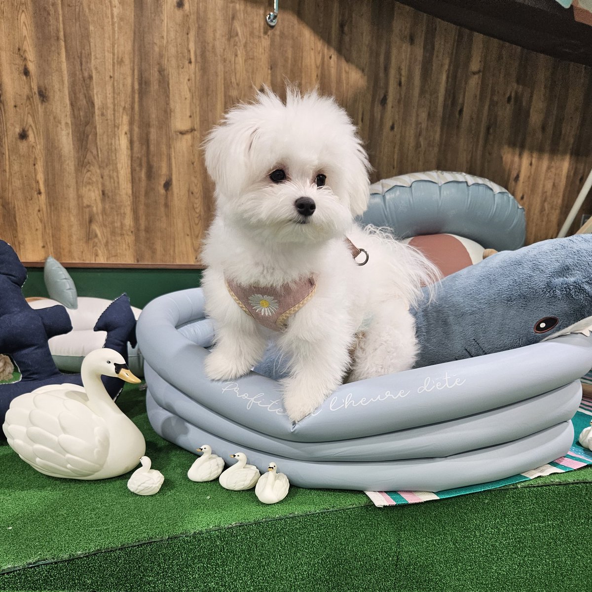 mociyui's tweet photo. #新しいプロフィール画像 https://t.co/3wh8L7ESTW