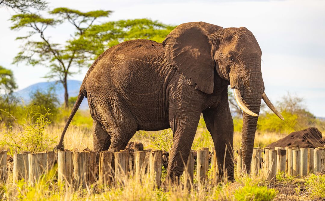 We create community teams and workshops to raise elephant awareness, empower locals in conflict management, and train village guardians. Support elephant conservation, donate now! #ProtectElephants
 ow.ly/sK4P50PK4Xr
📸Peter Ndung'u