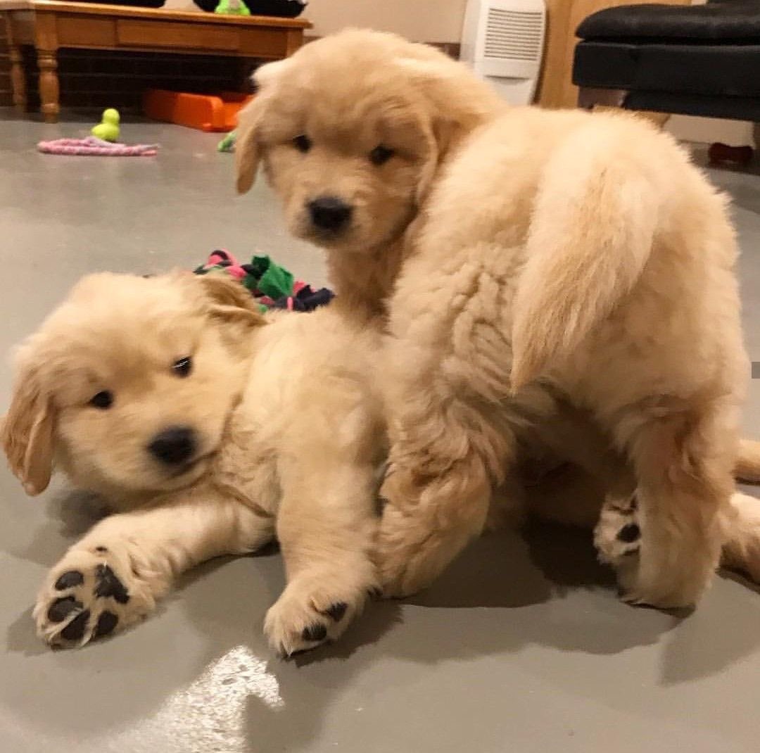 takemybear 🐶 tweet media