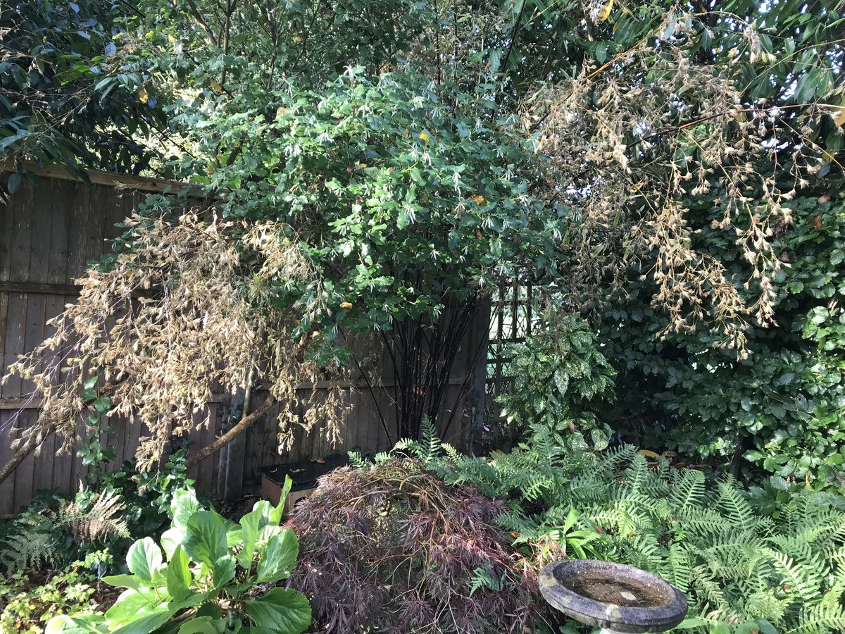 My #bamboo #Phyllostachys Nigra has flowered. It’s one that does synchronised flowering worldwide about every 40-50 years - anyone else?