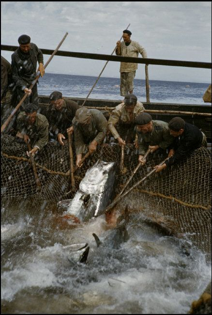 PMonty18's tweet photo. #fisharchitecture tale of the tuna! traditionally the fishing of tuna was heavily shaped by fishing architecture on the Mediterranean and Iberian, north African Atlantic coastline. Since ancient times taken with shore with nets, floating traps and ling lines traditionally. 1/4 https://t.co/5xuQmopchO