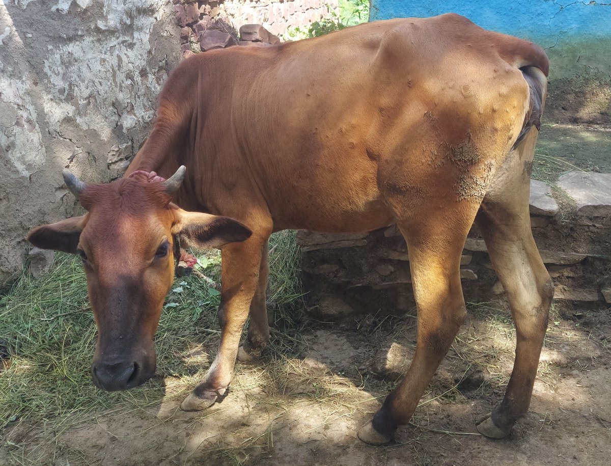 ग्राम पंचायत सरगोली तहसील बीना जिला सागर मध्य प्रदेश में पशुओं में लंपी वायरस देखने को मिल रहा हैं शासन से अनुरोध है कि पशुओं का टीकाकरण किया जाए जिससे बीमारी की रोकथाम हो और पशुओं की जान बचाई जा सके। ।
#lampivirus
@mp_husbandry @collectorsagar @WOAH @CMMadhyaPradesh