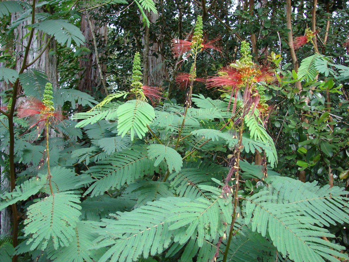 Why should you grow Calliandra calothyrsus on your farm? 
1. It is a legume that fixes nitrogen. This has the potential to boost soil fertility while reducing the requirement for chemical fertilizers. 
2. Calliandra leaves are a high-protein animal feed.