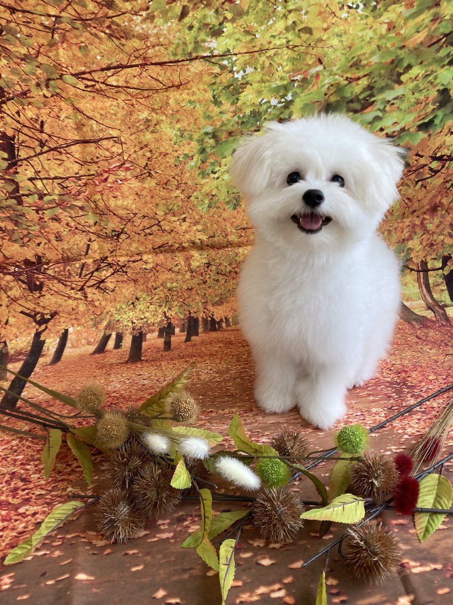 mociyui's tweet photo. トリマーさんからいただいた写真

キメ顔

#キメ顔
#ポメビション
#ポメラニアン 
#ビションフリーゼ https://t.co/FomJrF9DMR