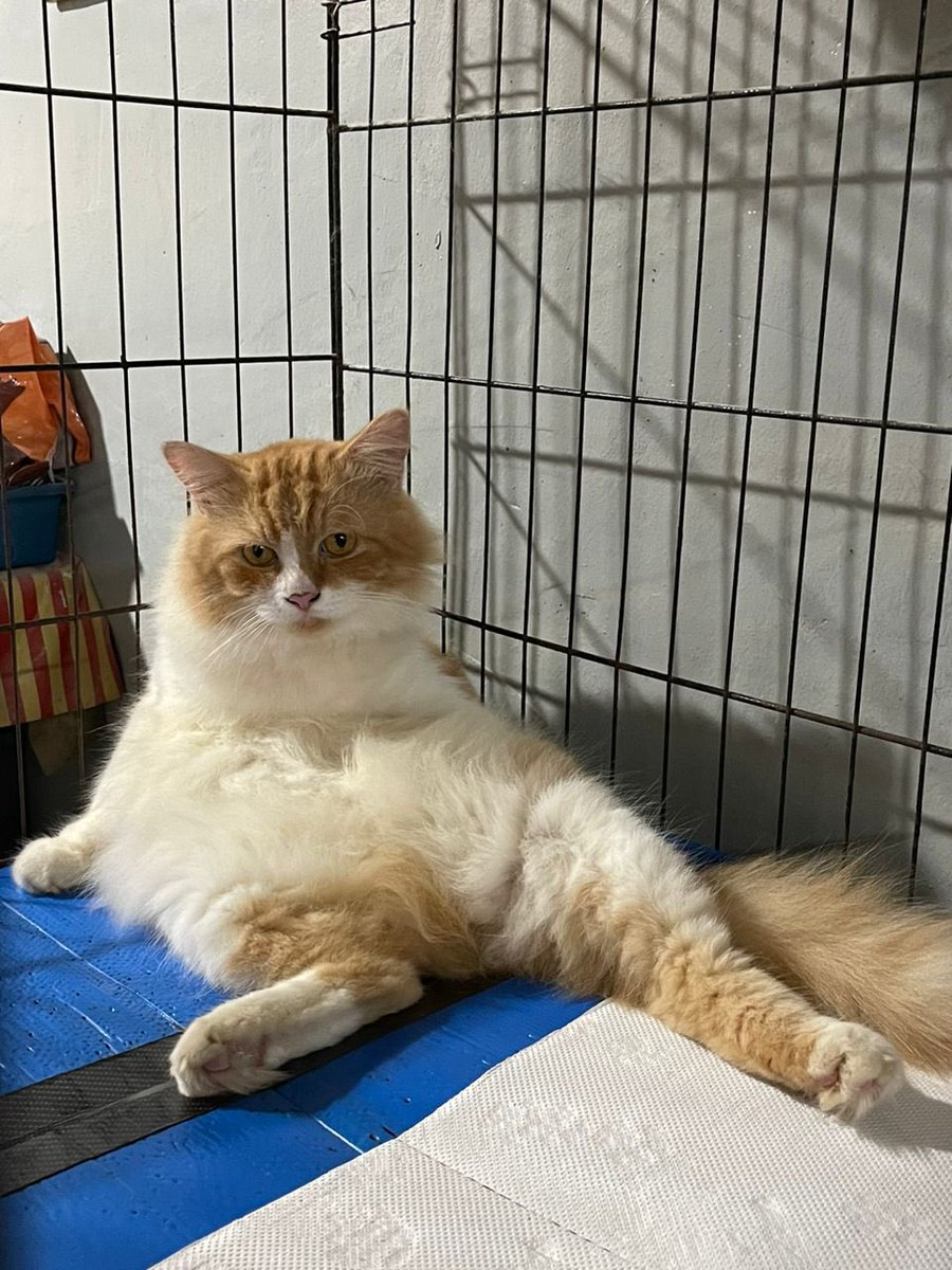 itsraingoutside's tweet photo. @cat_auras My name is mellow 😘 https://t.co/uydOZqQlbH
