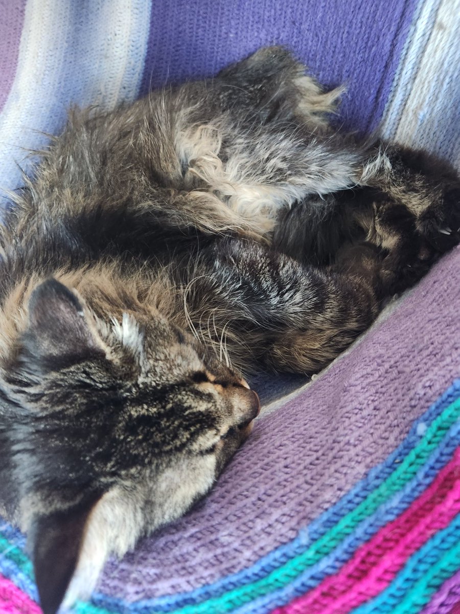 MainemanTron's tweet photo. Sleepy time. I love my human's chair. #CatsOnTwitter #CatsOfTwitter #Cat #CatsLover #CatsOnX https://t.co/woXILvrGoe