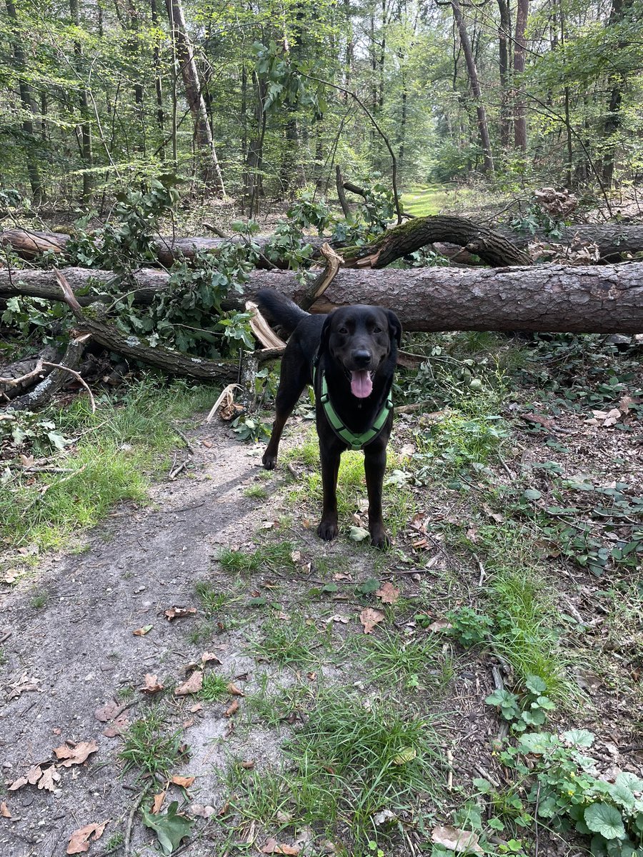 Guten Morgen liebes #Twitterrudel, gestern hat schon wieder ein Riese Mikado gespielt auf meinem Gassiweg 😤. 
Kommt gut in die neue Woche liebe Pfreunde ❣️