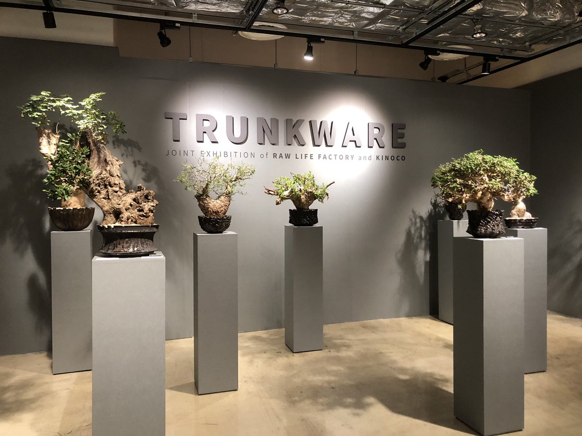 f_umi_dayo's tweet photo. Caudex(コーデックス)と呼ばれるレアな塊根植物と陶器鉢のコラボ
センス良すぎ…!
しかし全部高すぎる( ; ; )
#TRUNKWARE #KINOCO #SHIBUYA #PARCOMUSEUM https://t.co/2Lg33QhxoY