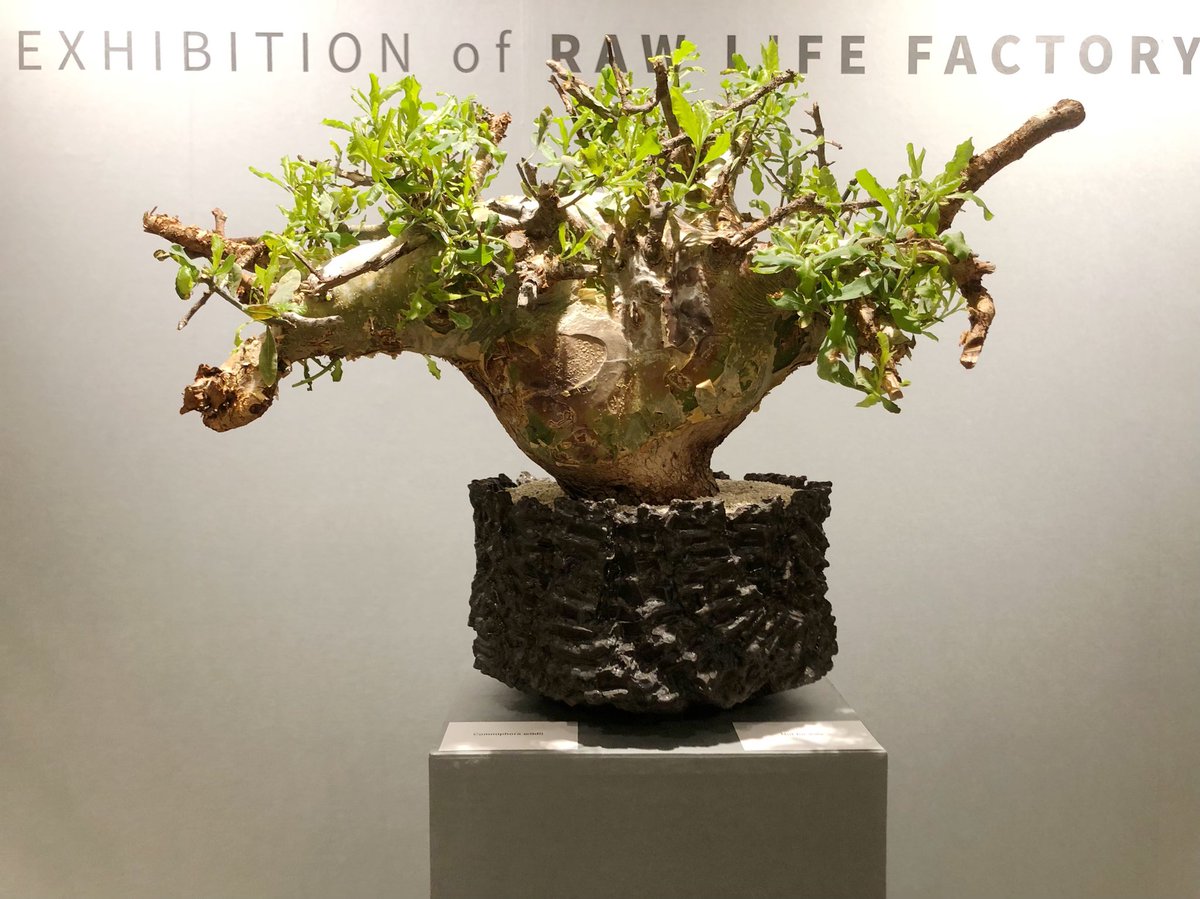 f_umi_dayo's tweet photo. Caudex(コーデックス)と呼ばれるレアな塊根植物と陶器鉢のコラボ
センス良すぎ…!
しかし全部高すぎる( ; ; )
#TRUNKWARE #KINOCO #SHIBUYA #PARCOMUSEUM https://t.co/2Lg33QhxoY