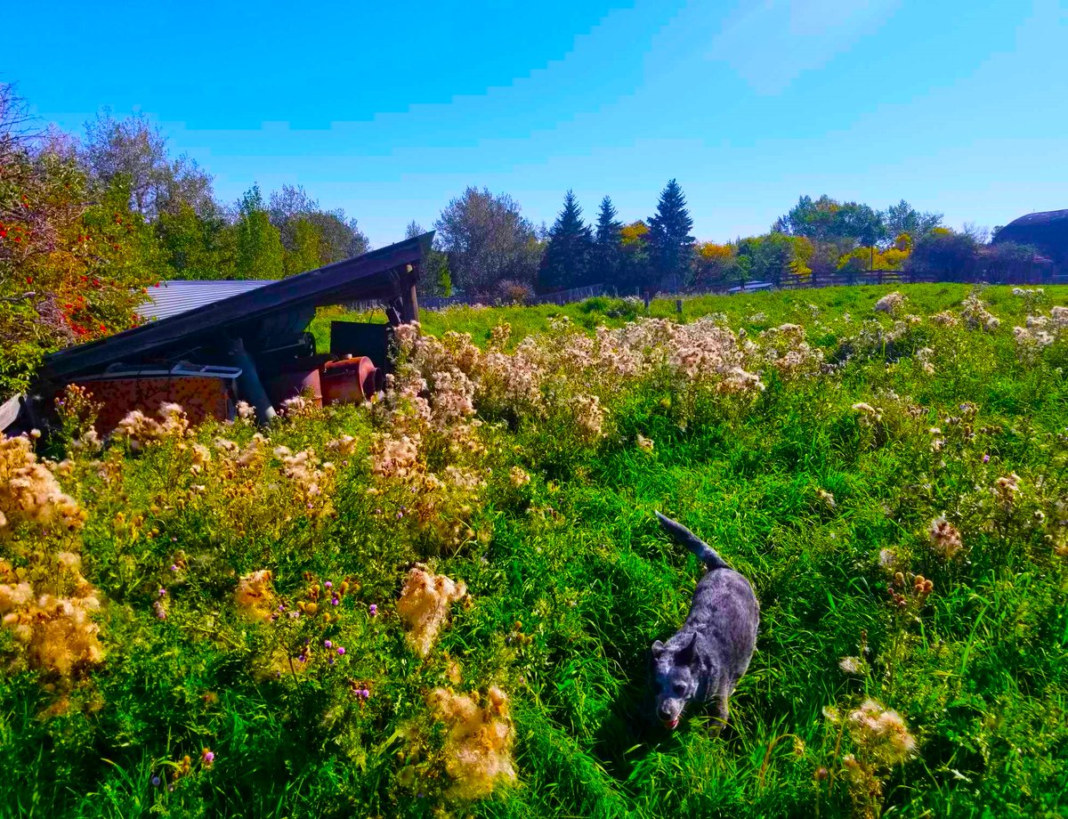 iheartedmonton's tweet photo. A beautiful day in #Tofield! https://t.co/lHvAagDpjj