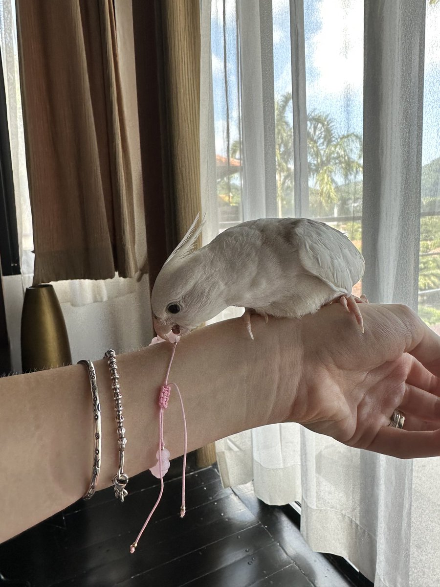 _lillosh_'s tweet photo. Этот попугайчик просто прелесть.. обожаю! Мой Кокоша 🤍🥥 https://t.co/c0nRQP7wiu