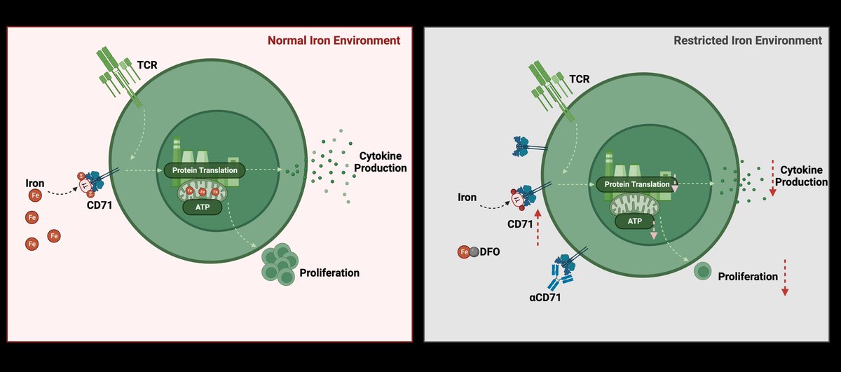 NEW PRE-PRINT 🚨 from @eimearrryan in the lab showing #MAITcells need to pump iron 💪🏼
We show CD71-iron axis is important  for mitochondrial function & effector functions like cytokine responses & proliferation  researchsquare.com/article/rs-335…