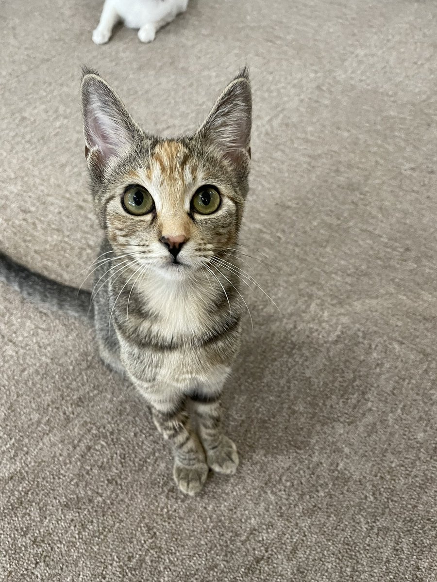 catloaf622's tweet photo. 今日はベルさんがトライアルに行きました🏠🐈💨
頑張れーー🫶❤️❤️
 #保護猫  #トライアル  #香川県 https://t.co/mdyzFq8Rjm