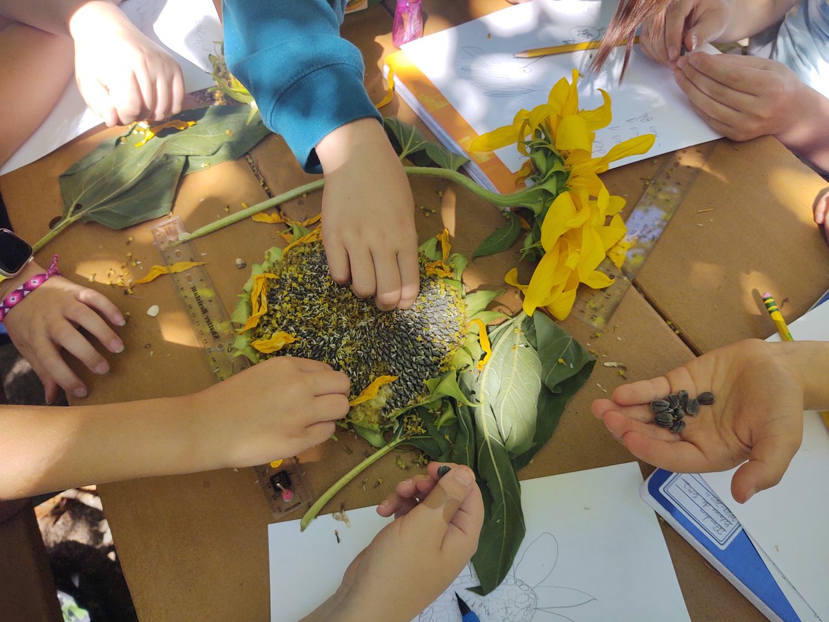 CedricStrapart's tweet photo. 🌱Apprendre dehors, une manière de motiver les élèves et de les engager le tout dans un climat de bien-être.🥰🔎🌻#ClasseDehors #DessinScientifique #FIOregon https://t.co/0PIAeQUyPj