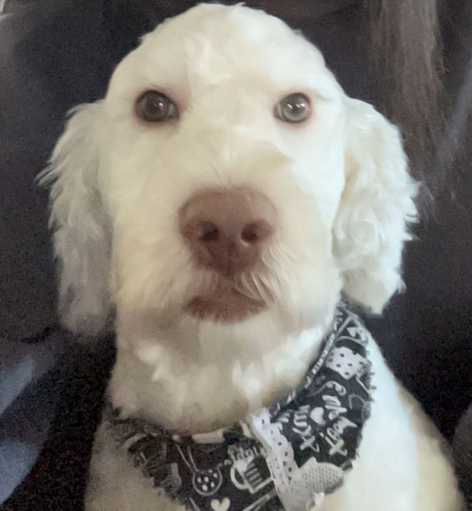 cripfordperhaps's tweet photo. this how white people stare at u when u dont stand up for the pledge https://t.co/E63FhtITXU