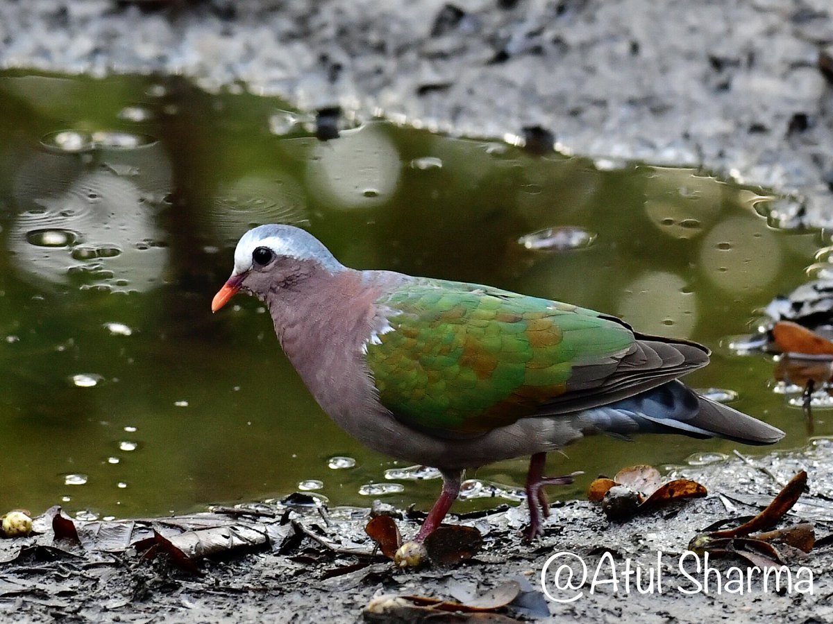 Atul1212's tweet photo. Common emerald dove at Jim Corbett NP #MyBirdPic @Indies @WWFINDIA #ThePhotoHour #PhotoOfTheDay @WildlifeMag #IndiAves #IndiWild #TwitterNatureCommunity #Nikonindiaofficial #unoitsmi #BBCWildlifePOTD #BirdsSeenIn2023 @Bhrigzz #Birding @KB1997_ #BBCwild @SaevusWildlife @pnkjshm https://t.co/wcUoeI0SsZ