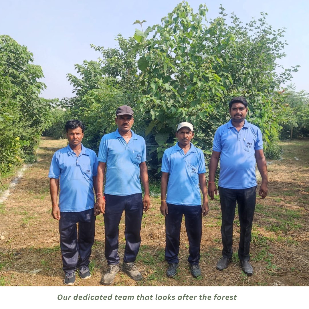 Carpe_Ecosattva's tweet image. The Miyawaki #denseforest planted at @VardhmanSteels in Ludhiana celebrated its 1st B'day!  52,300 saplings of 60 species planted over 4 acres &amp;amp; in 1 year, the average height is 15-20ft! Big Thank You to entire VSSL team for making this Green initiative a success! #ClimateAction