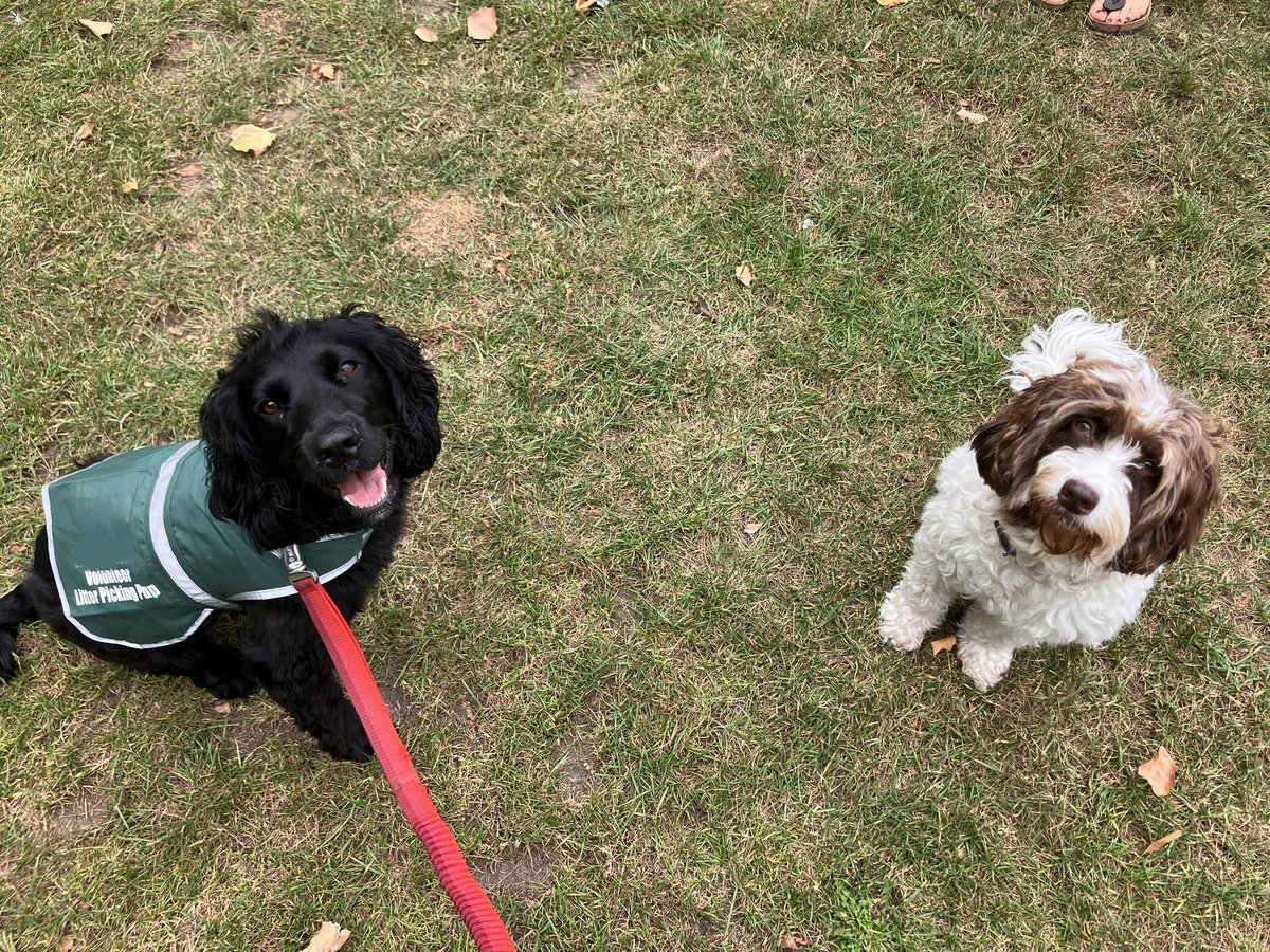 Was bizzy day yesturday so diddunt do my pupdates! Me and Lovely Luna did #litterpick in the park! Luna is so luffly and grate fren.