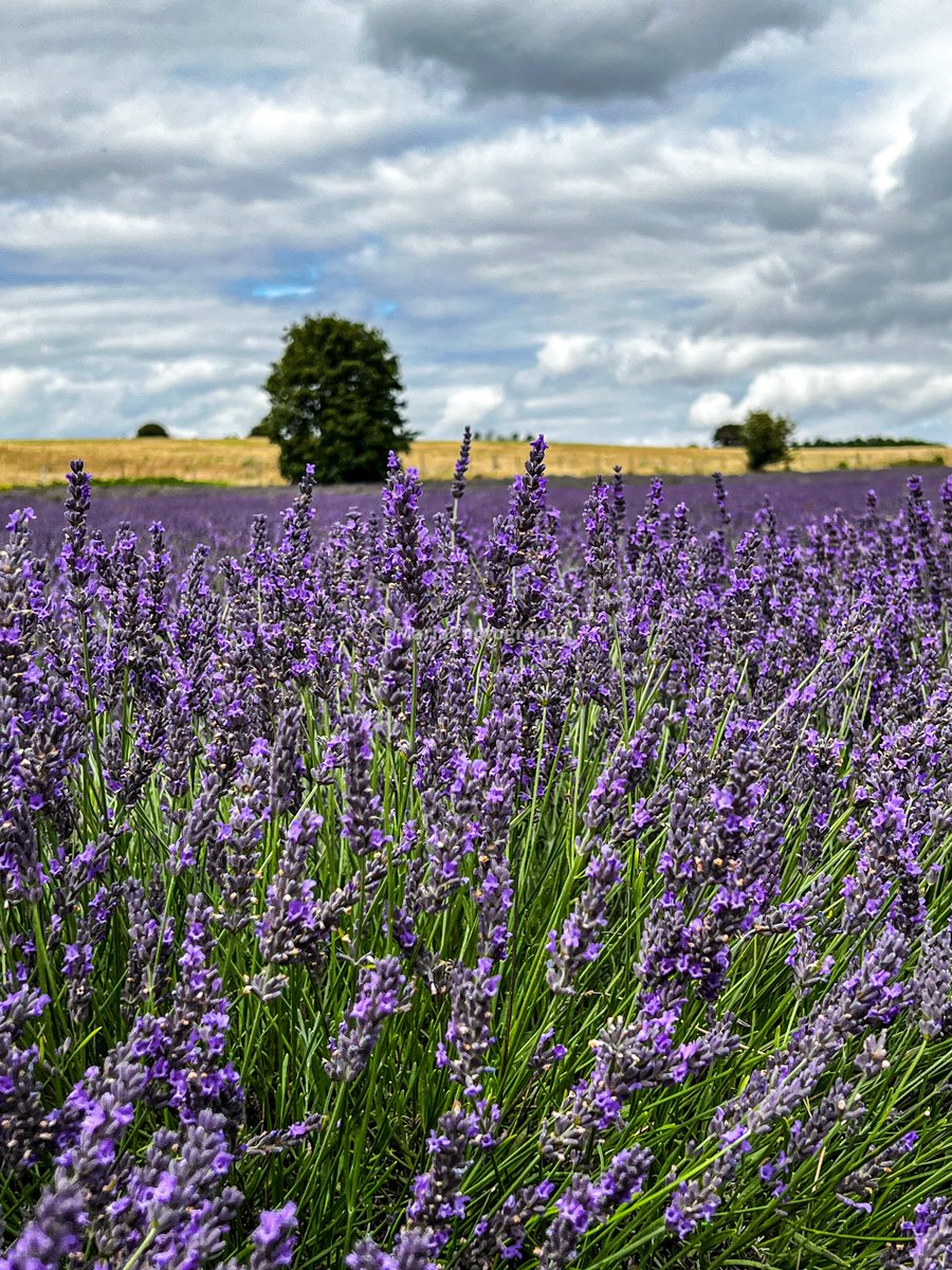 🌺🌾🌼🍃🌺Guten Morgen!
             Happy New Week! 🍃 🌺 🌾🌼🌺