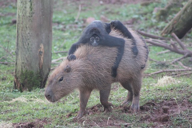 PrimatesDaily's tweet photo. monkeys best friend https://t.co/MfB6lm1biC