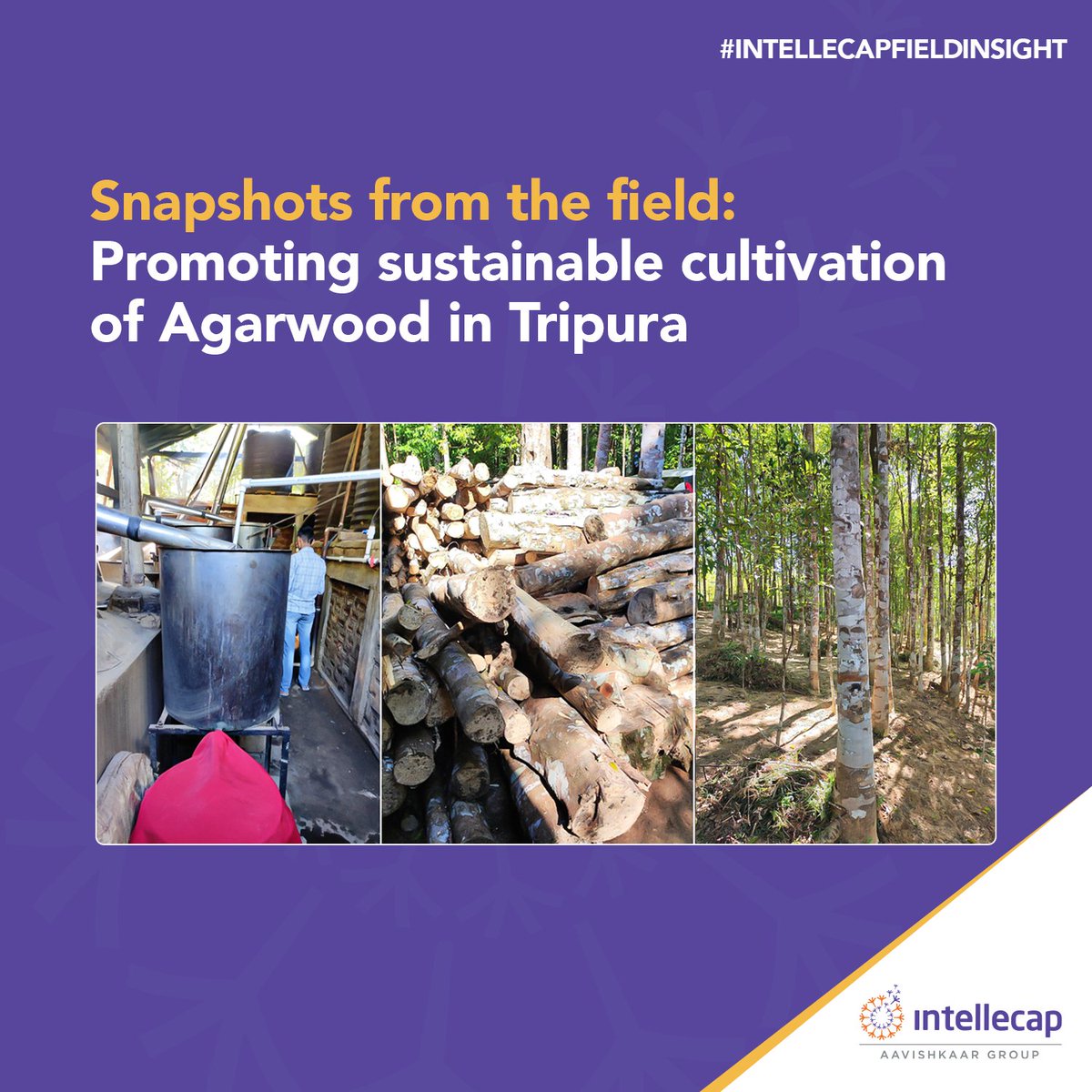 IntellecapTweet's tweet image. At #Intellecap, we're working towards promoting #agroforestry in partnership with institutions like The World Bank. 

Our recent study was about promoting sustainable cultivation of high-value trees like agarwood in the farmlands of  #NorthEast India.