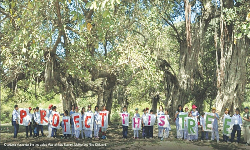 jzee62's tweet image. #ClimateActionNow 
#SaveMHNP #Islamabad #Pakistan #SaveOurTrees

dawn.com/news/1776289?s…

Old Banyan (Ficus) @ Sinyari may be the latest target of @CDAthecapital and then they'd boast a campaign to plant trees. 100 trees planted today can't replace the one form 100 years ago 😥