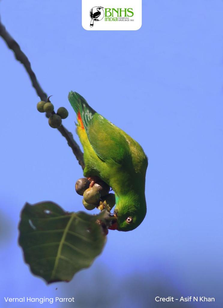 BNHSIndia's tweet photo. Snack Time!
Here’s a glimpse of nature's acrobat in action: the Vernal Hanging Parrot defies gravity with its vibrant charm 🌱
#LearnWithBNHS #WondersOfNature https://t.co/vpElo9wsgq