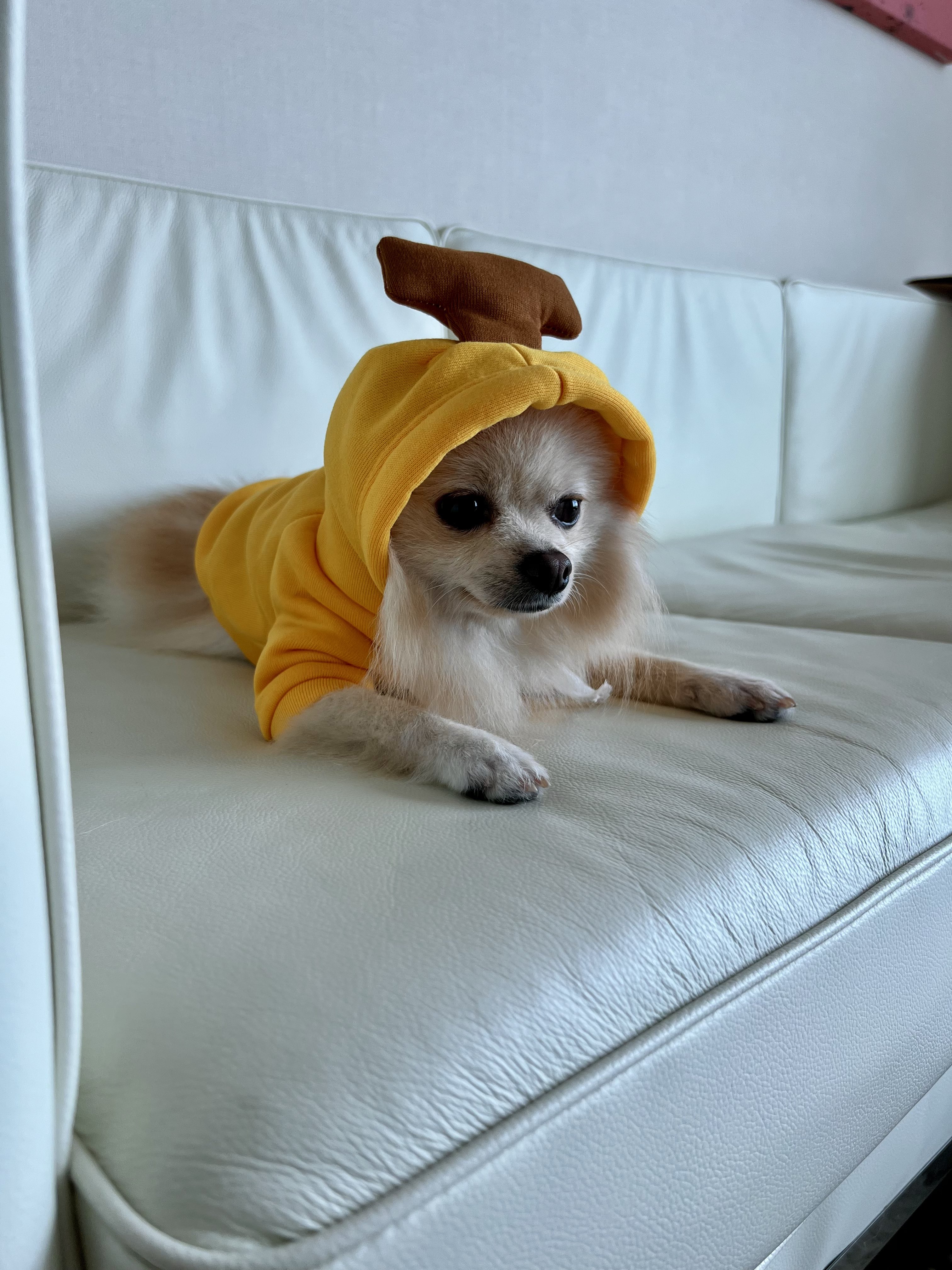 み様☆犬服☆ハンドメイドオーダー☆4着✩.*˚ みほ様☆犬服☆ハンドメイドオーダー - メルカリ