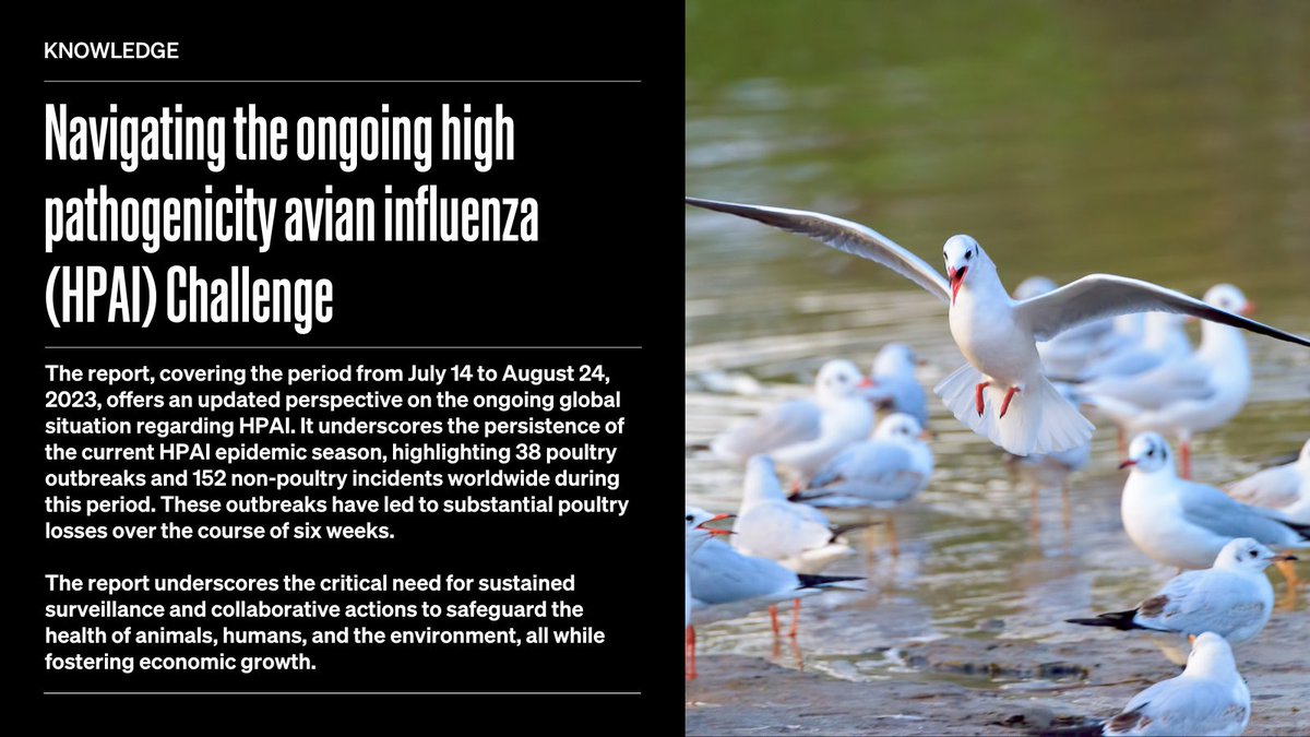 The latest report on high pathogenicity #Avianinfluenza reveals alarming statistics: 38 poultry &amp; 152 non-poultry #outbreaks globally, resulting in 230,000 poultry casualties within 6 weeks. The virus persists in all regions (except Oceania).

Learn more: woah.org/fr/document/hi…