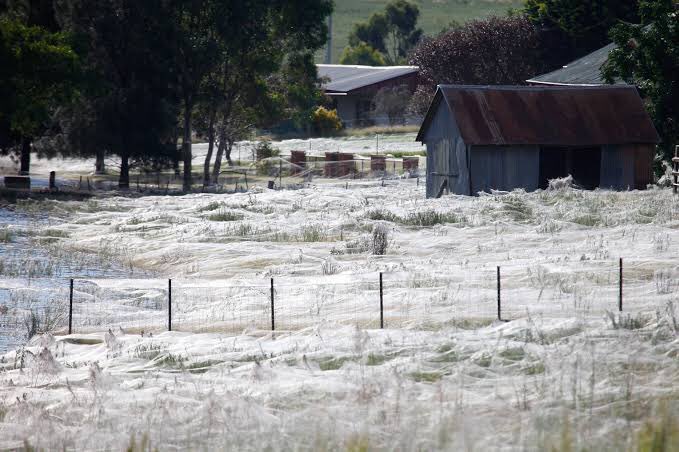 This isn't snow, it’s just spider season in Australia.