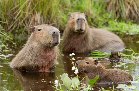 MJockitan's tweet photo. Je wajua!
Capybara ndio panya mkubwa kuliko wote Duniani. lakini pia ndio panya mwenye uwezo wa kubeba mimba kwa mda mrefu, ambapo jike Capybara uchukua takiribani siku 120-150 sawa na miezi 4-5 kujipatia watoto Kati ya 3 Hadi 5.
#mondaytips #chimbonileo #naturetips https://t.co/OMgoOlPU4c