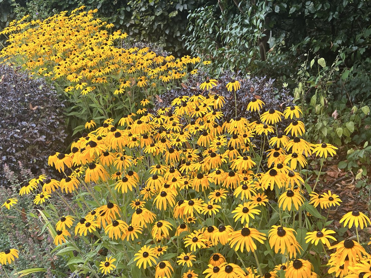 Yellow Rudbeckia hirta planted with balls of Pittosporum ‘Tom Thumb’ brightens the shrub border. 
#rudbeckiahirta #herbeceousplant #garden #latesummercolour