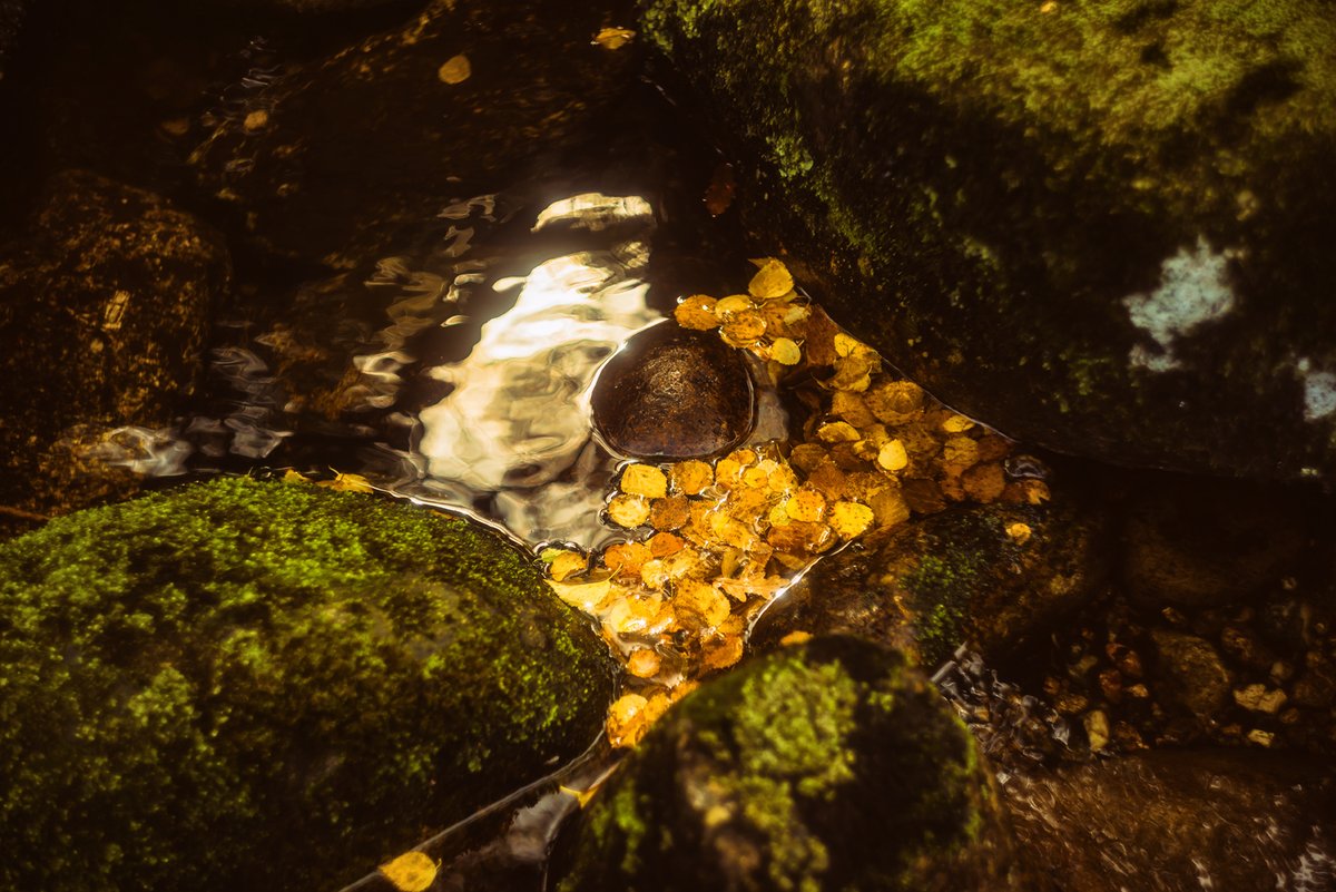 #autumnal feel by the #RiverDart on #Dartmoor 🍂 #vintagelens #dartmoorphotographer #dartmoorphotography #devonphotographer