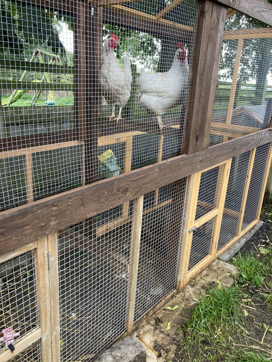 We gave our Leghorn-cross “parent flock” the extension & upper level we were telling you about. They are perching high and using wings to fly. Wherever you are, we hope your week gets off to a flying start! #chickens #chickenhouse #perch #homestead #smallholding #wellness #joy