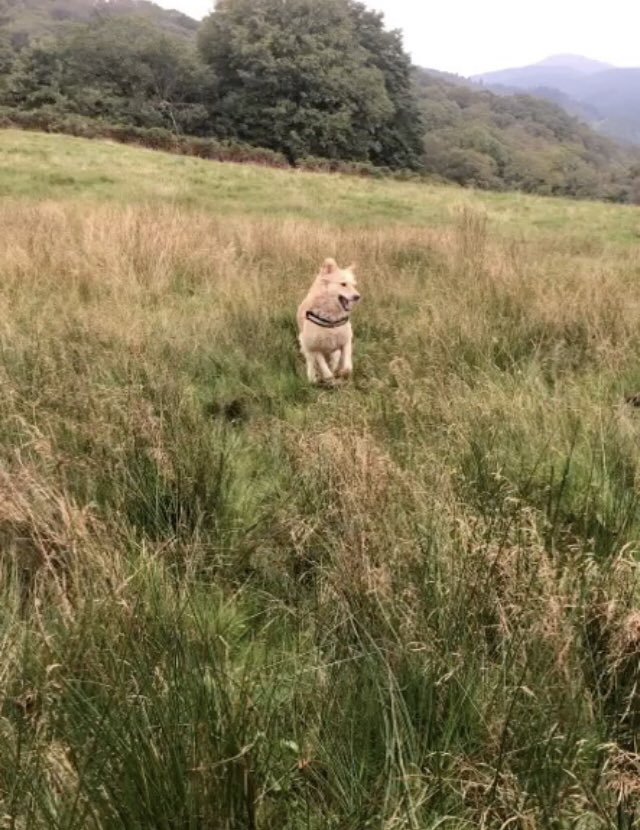 WaggyCoosy's tweet photo. Another busy weekend; cat visits, a cattle experience, checking cattle at Ganllwyd &amp; dogs boarding &amp; daycare. https://t.co/a7oWZpNgao
