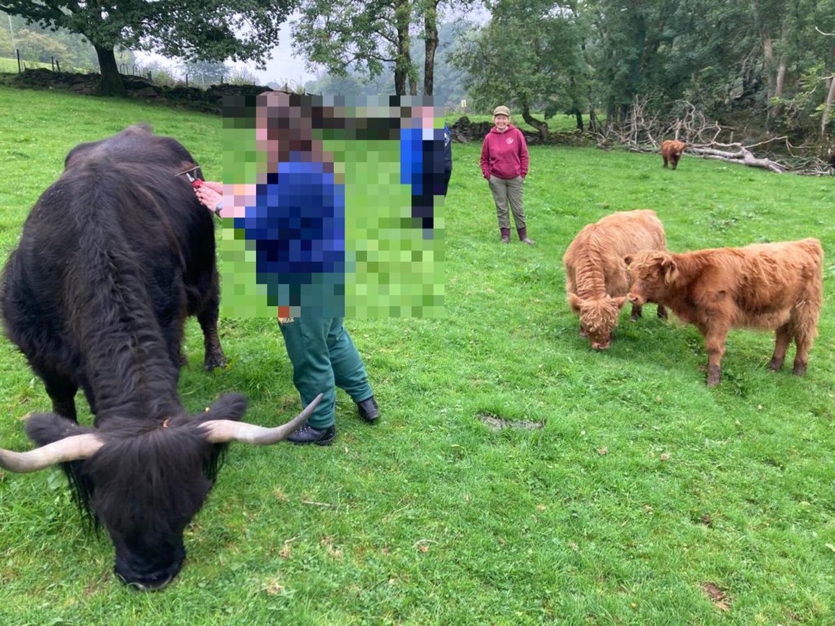 WaggyCoosy's tweet photo. Another busy weekend; cat visits, a cattle experience, checking cattle at Ganllwyd &amp; dogs boarding &amp; daycare. https://t.co/a7oWZpNgao