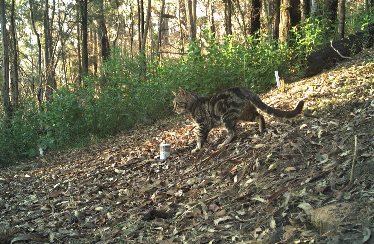 Our researchers are setting up a framework to help stop #feralcats 🐈 from destroying Australia’s #biodiversity.

The project’s second workshop has experts discussing the best ways to combine different management techniques. bit.ly/3Plpvuu