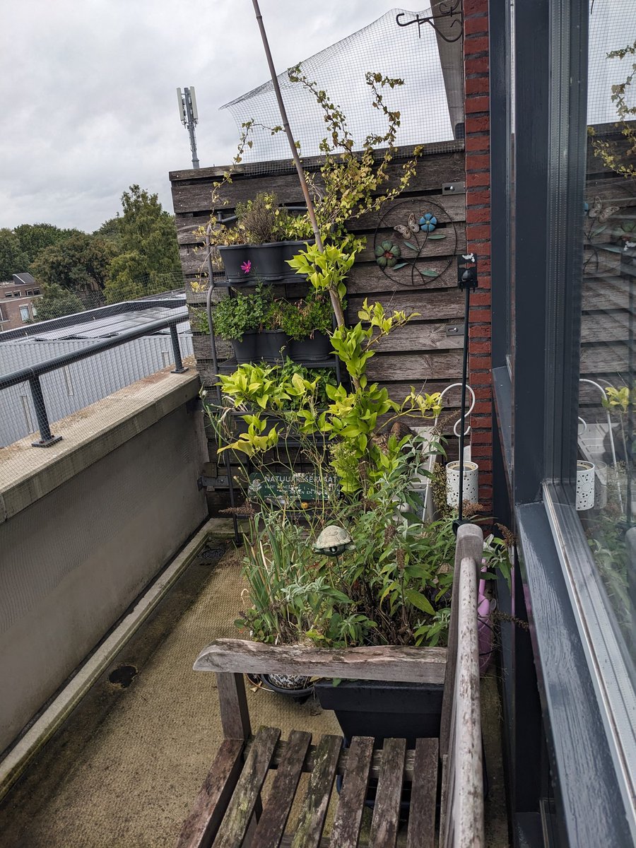 Hiding on the balcony for Monday!
Surely no one can find me... 

#CatsOfTwitter
#hedgewatch
