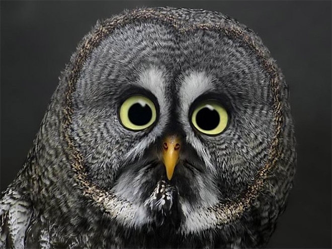 What strange creatures exist in YOUR state? Hear more bit.ly/ITLP0625MP3