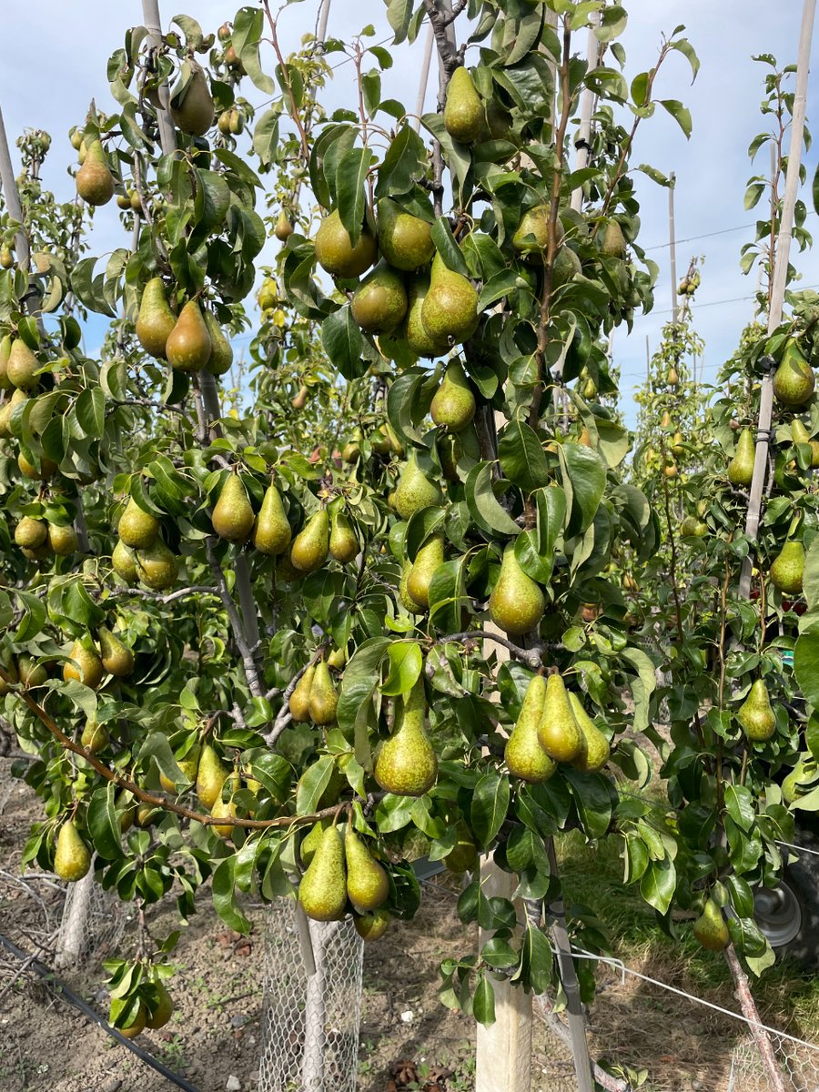 #Harvest2023 
Conference Pear 🍐