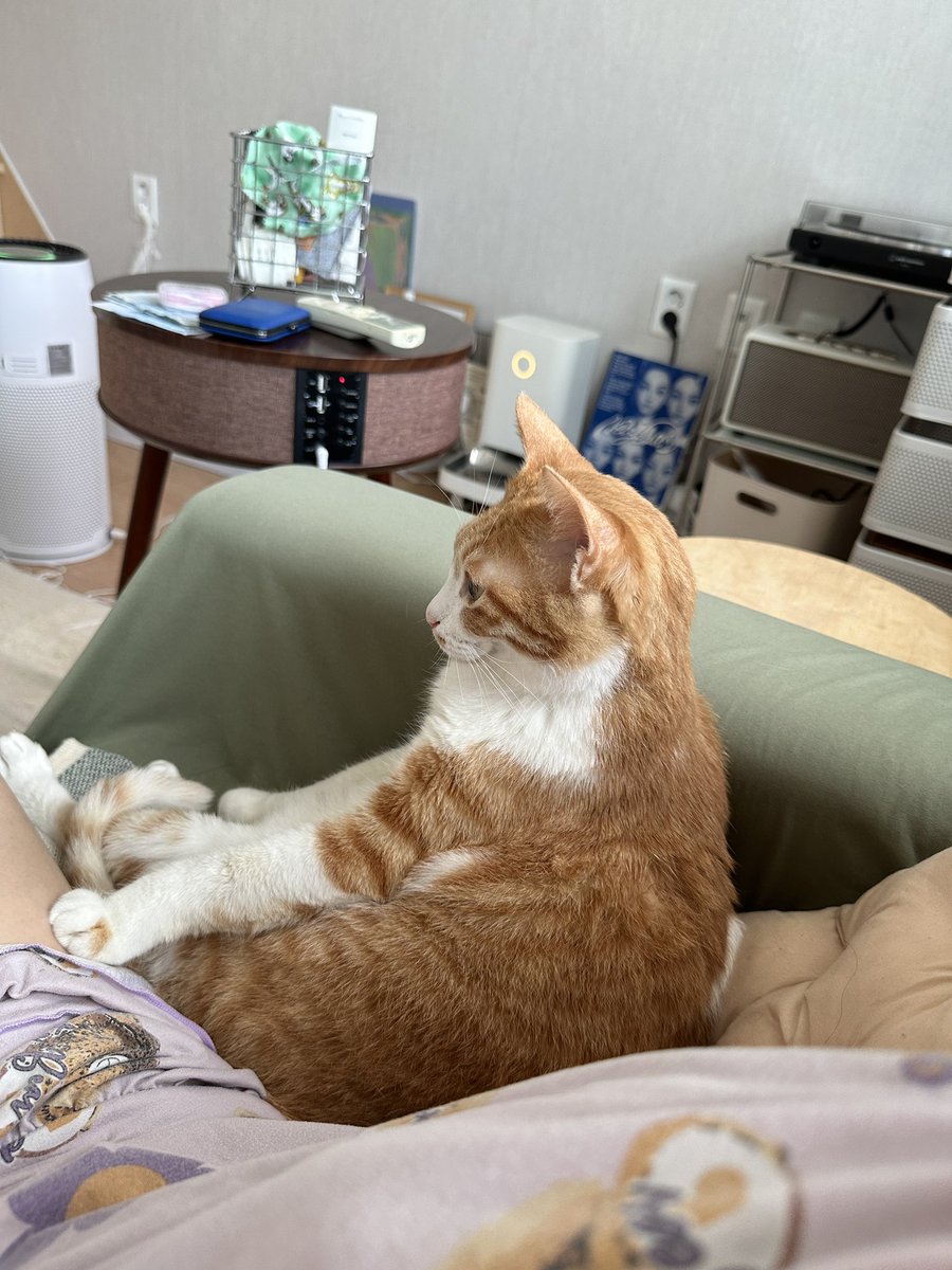 퓨리와 나쵸와 사자 tweet media