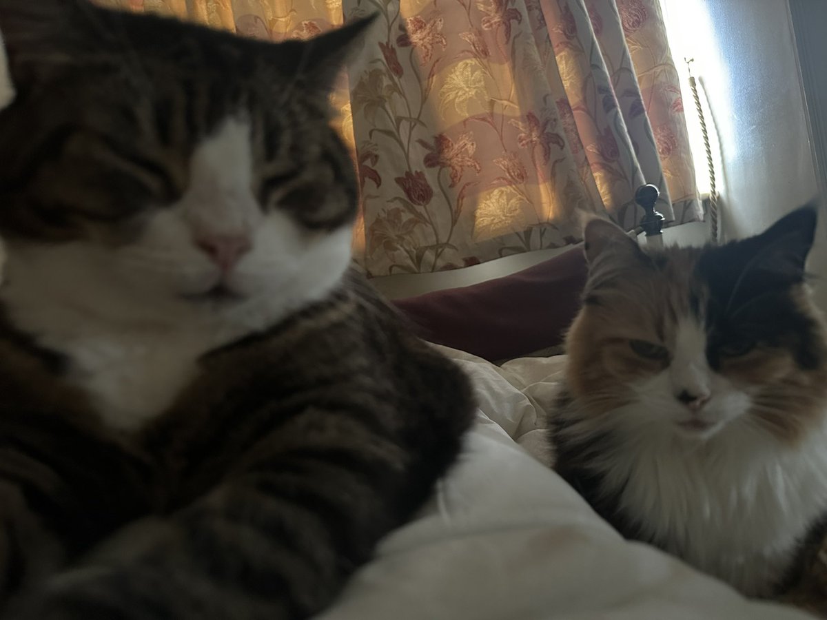 WhitstableCat's tweet photo. @HodgeTheCat Always https://t.co/xf1PNTDH4z