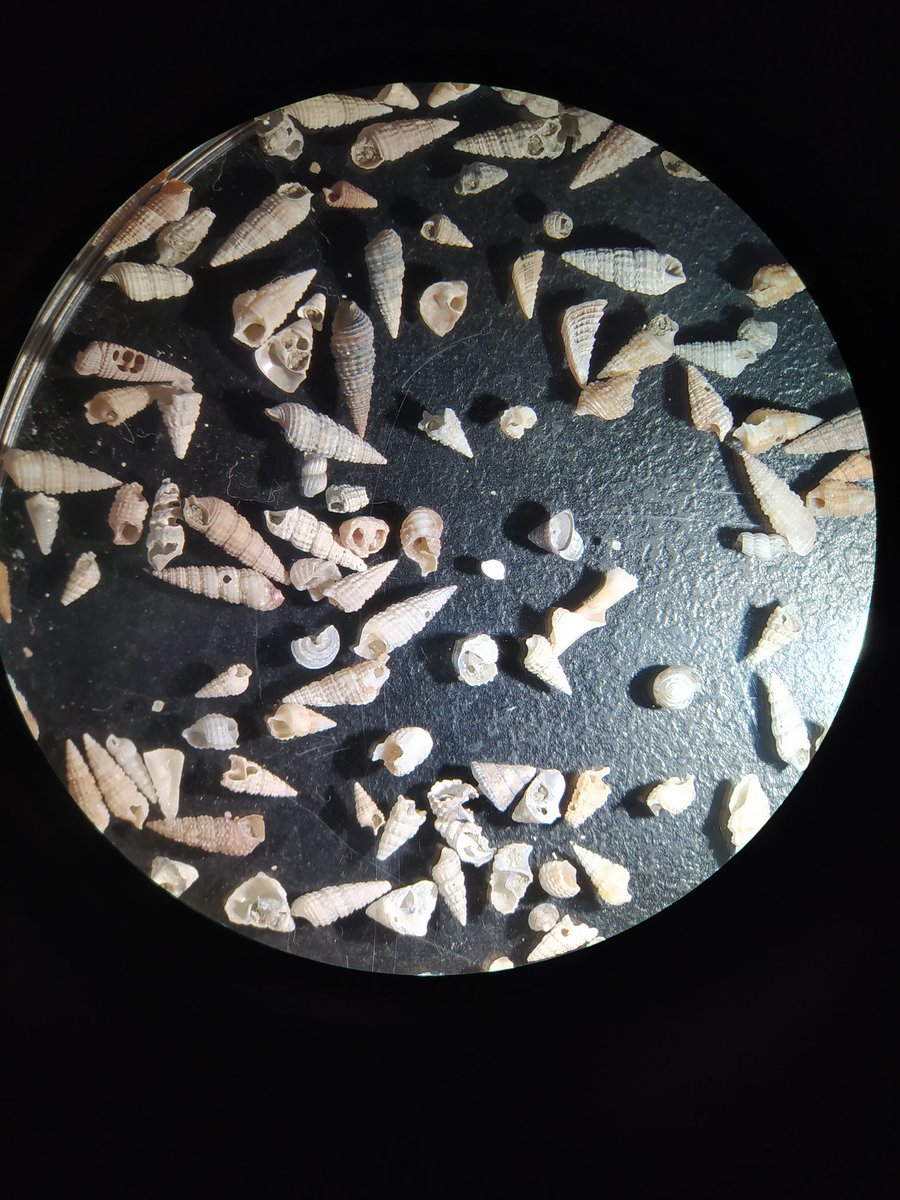 Happy Monday! Microscope day at Macquarie Uni paleobiology lab🔬 Here are some cute little marine gastropods from Sydney harbour 🐚 #Sydney #Australia
