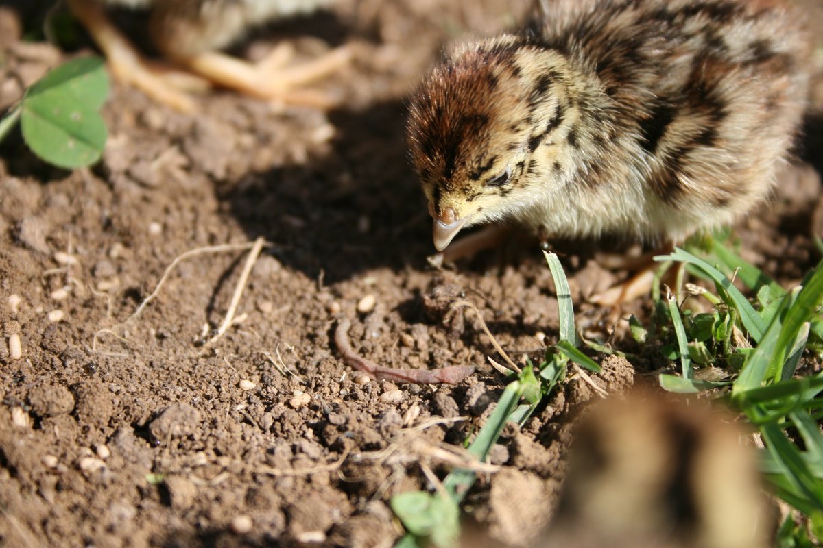 Jetzt das Rebhuhn zum #VogelDesJahres wählen! 
vogeldesjahres.de/wahl/Rebhuhn/