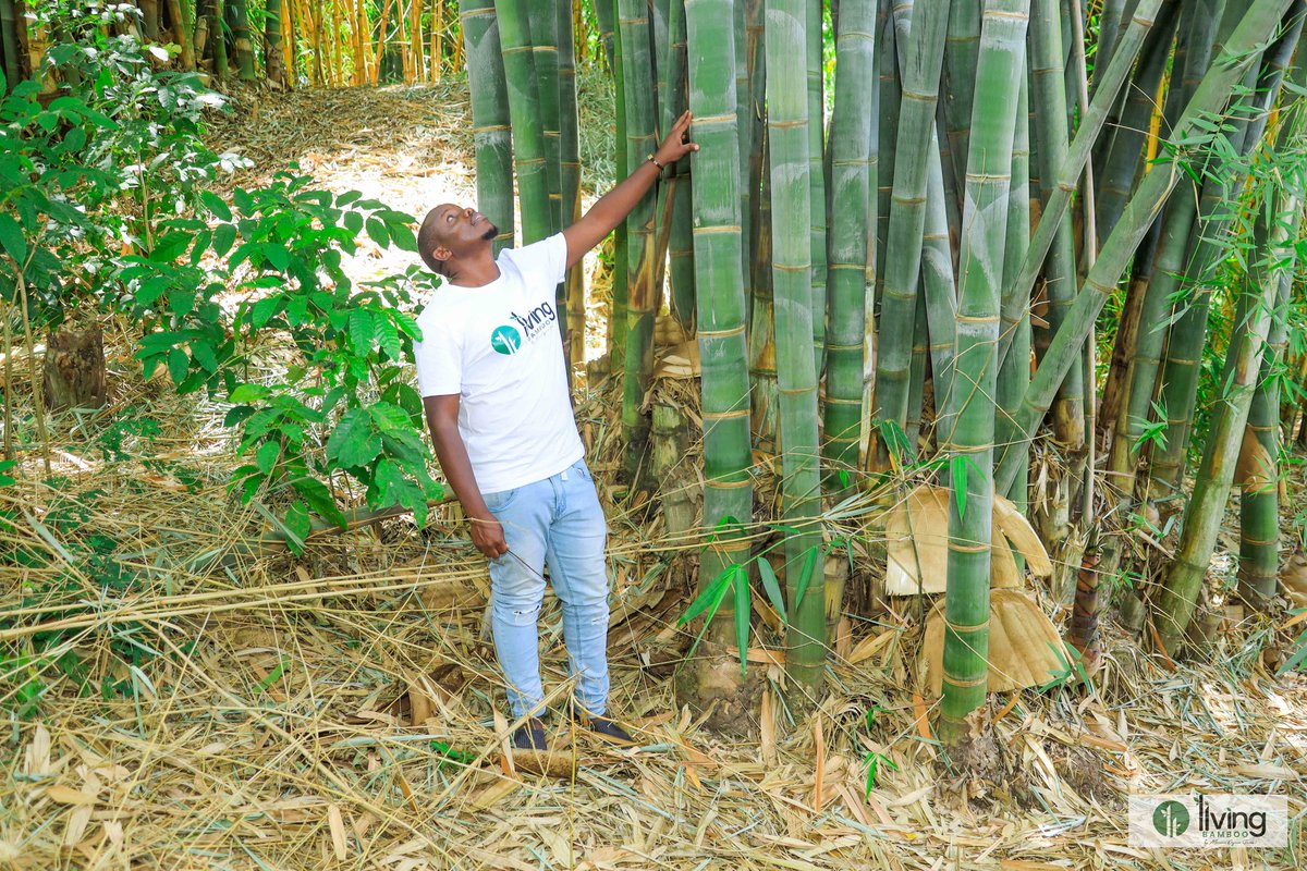 LivingBamboo_Ke's tweet photo. 🌿 Celebrating World Bamboo Day – a reminder of nature's versatile gift! 🎋 Let's embrace sustainable solutions and build a greener future. #WorldBambooDay #SustainableLiving https://t.co/UzHDt2p6G6