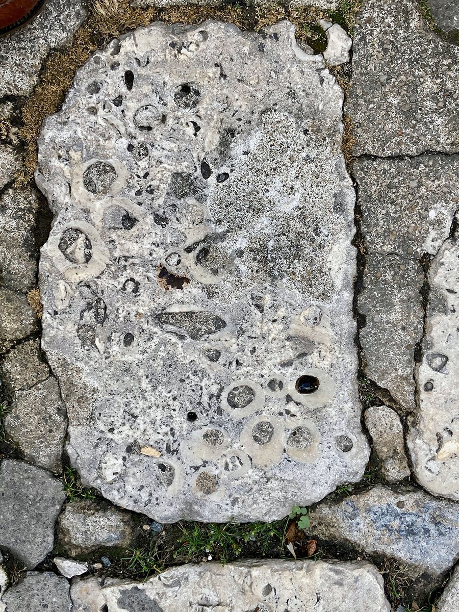 #MolluscMonday Cognac in SW France gives its name to the famous brandy and the Coniacian, a Cretaceous stratigraphical stage named by Alcide d’Orbigny. Cross sections of rudist bivalves are abundant in this cobblestone close to an old distillery.