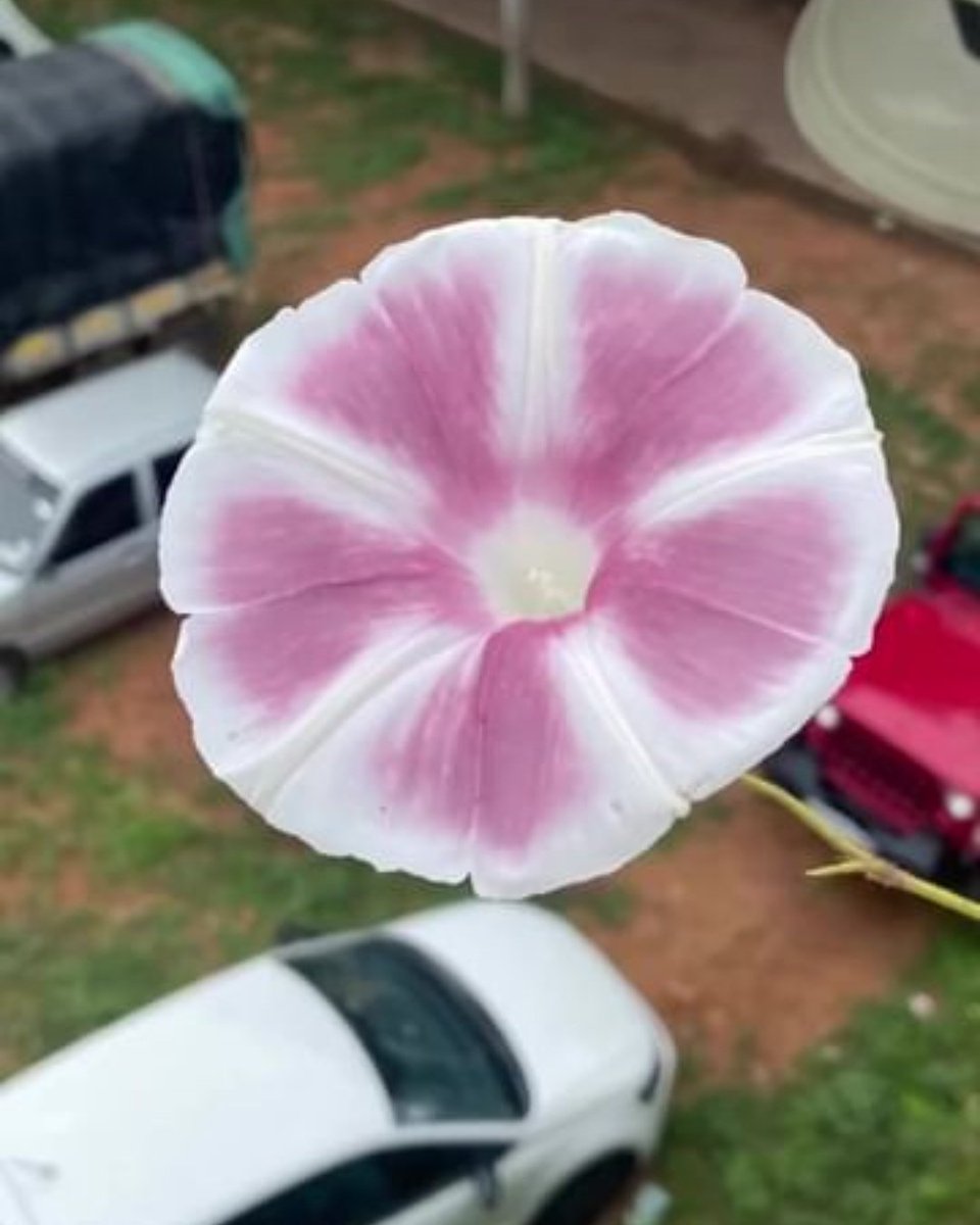 i_SolitudeSoul's tweet photo. Good Afternoon & It's raining ☔
#MondayView #Flower #Photography #TwitterX #FlowerPhotography #FestivalVibes https://t.co/emNiv6r9SV